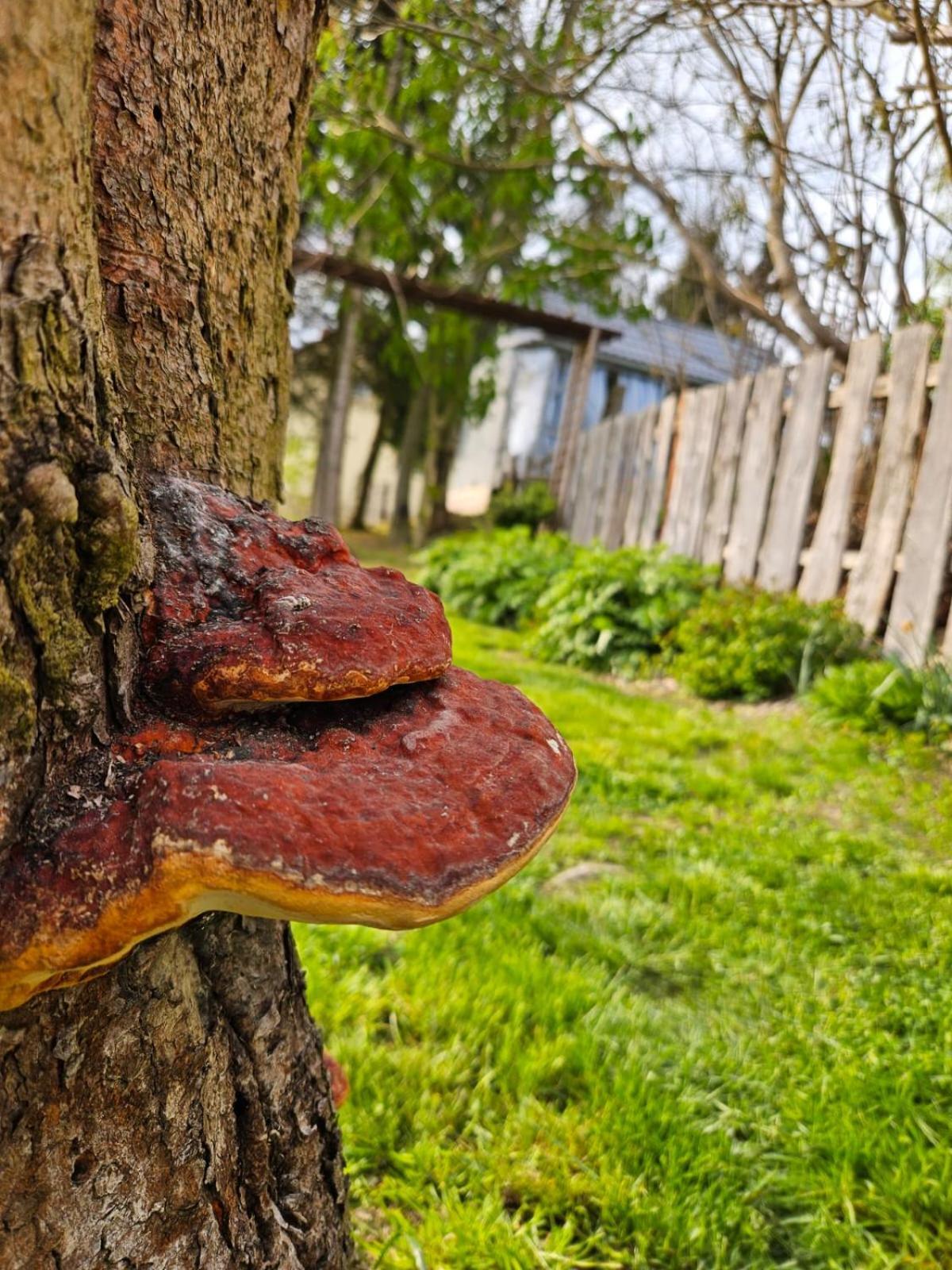 Domek Na Korcie Lubomierz  Esterno foto